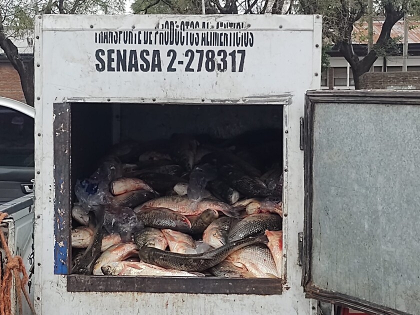 El Diario de San Pedro | Noticias locales y regionales