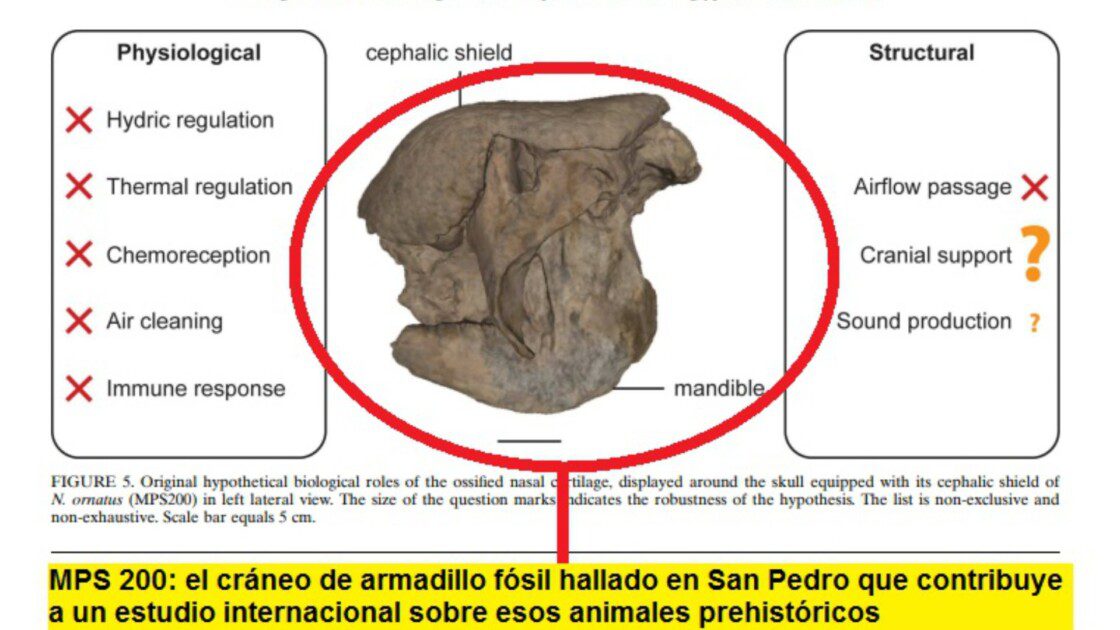 El Diario de San Pedro | Noticias locales y regionales